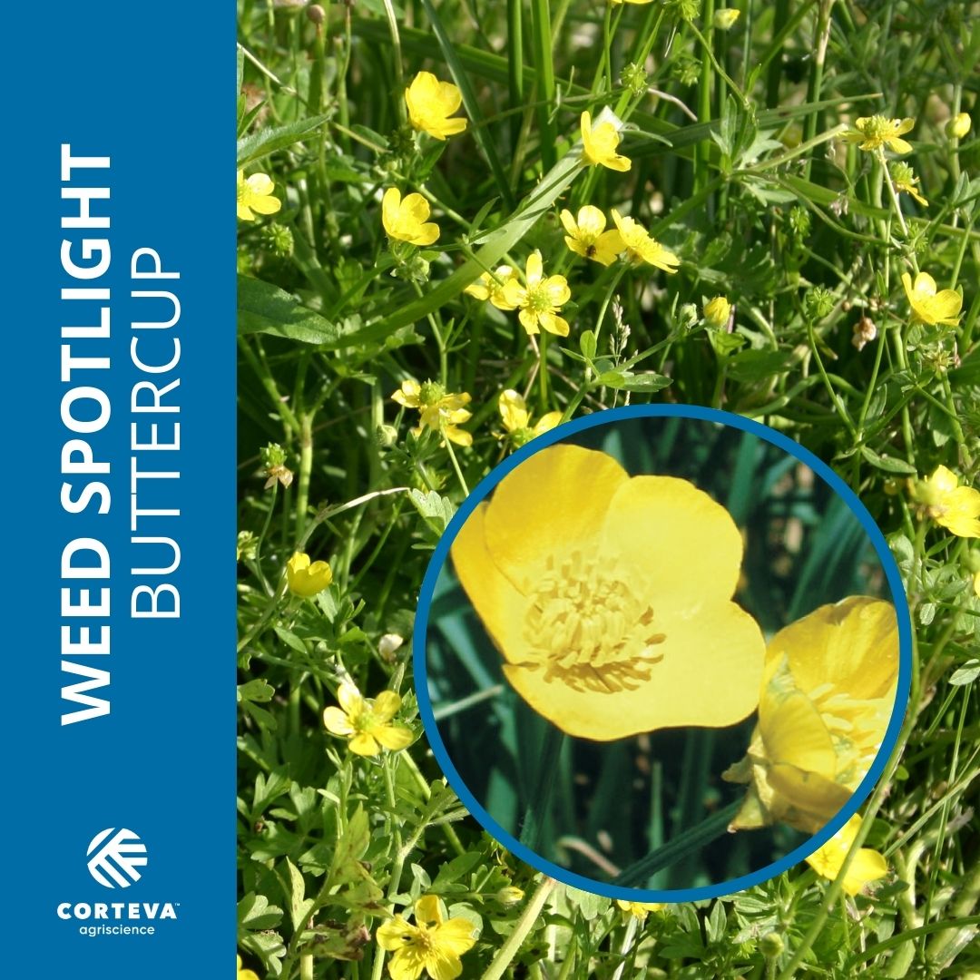 Corteva U.S. Range & Pasture tweet media