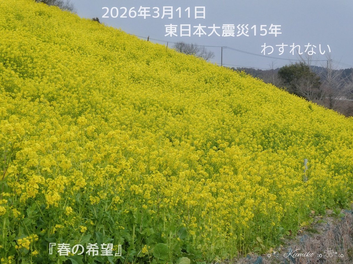 ブルーポピー✿ブルースター tweet media