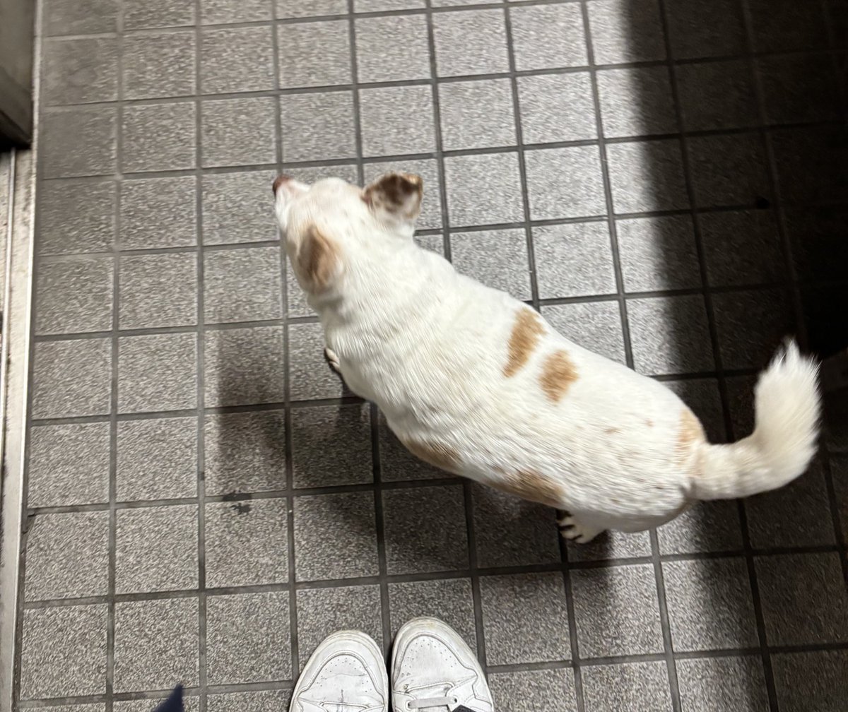 sora_lov7's tweet photo. 東京都練馬区平和台付近で迷い犬を保護し、練馬警察署に届け出をしました。現在、練馬警察署にて保護されています。
お探しの方お早めに練馬警察署までお問い合わせをお願いいたします。

#拡散希望 #迷い犬 #練馬区 #平和台 
#板橋区 #迷子犬 #行方不明犬 #東京都
#飼い主を探しています https://t.co/VSwKhjck5o
