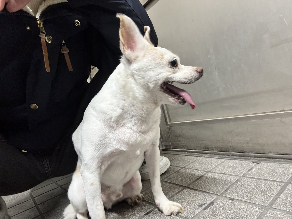 sora_lov7's tweet photo. 東京都練馬区平和台付近で迷い犬を保護し、練馬警察署に届け出をしました。現在、練馬警察署にて保護されています。
お探しの方お早めに練馬警察署までお問い合わせをお願いいたします。

#拡散希望 #迷い犬 #練馬区 #平和台 
#板橋区 #迷子犬 #行方不明犬 #東京都
#飼い主を探しています https://t.co/VSwKhjck5o