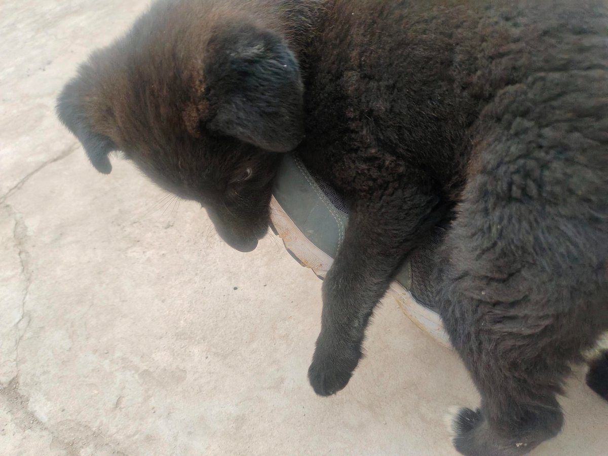 Gokus1231's tweet photo. "From tiny pup cuddles to zoomies around the yard—watching my fur baby grow is the sweetest adventure  #PetGrowth #DogMomLife" https://t.co/O4r1xAt5Dw