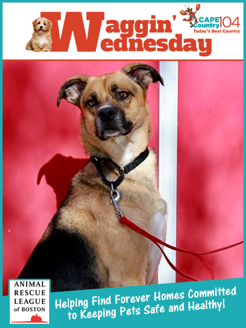 Meet Bear! Bear is a big goofy boy from down south. He is a silly, playful boy who loves running around the play yards making people laugh with his antics!
capecod.com/lifestyle/wagg…