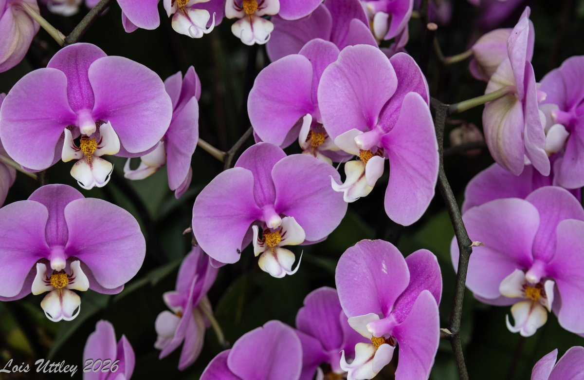 Lois Uttley tweet media