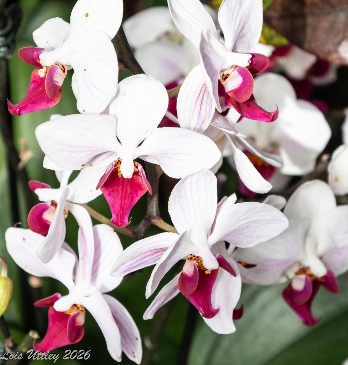 Lois Uttley tweet media