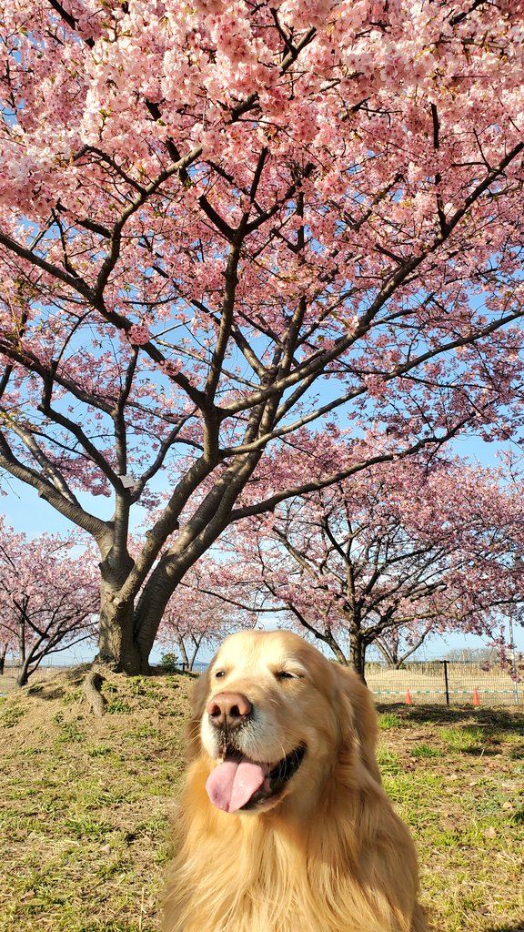 ceuXceu's tweet photo. 一緒に見てきました河津桜🌸
今年は例年より少し白っぽかったけど、春の訪れ😌 https://t.co/ztCZtYTSXw