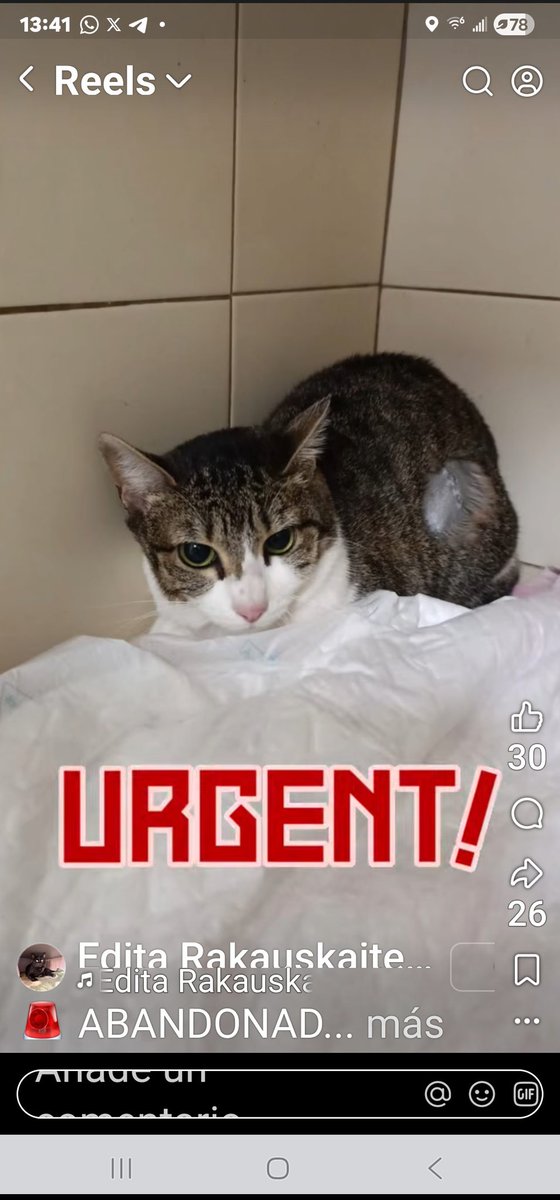 ABANDONADA EN UN TRANSPORTÍN JUNTO AL MERCADO EN VALENCIA 

Tiene  sobre 1 año y medio fue abandonada dentro de un transportín al lado del mercado. 💔  
Las personas que la encontraron no pueden quedarse con ella, así que necesita ayuda urgente.
 
 SOLO WhatsApp: 617 575 548