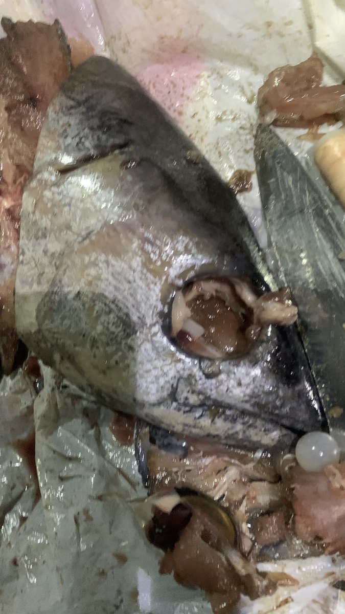 Andresthetrap's tweet image. Buscando los peces…
#pargo #daiwa #penn #costa #mar #playa #noche