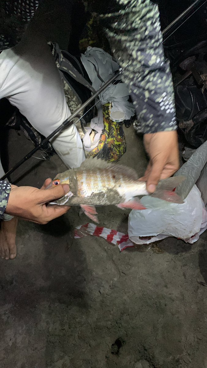 Andresthetrap's tweet image. Buscando los peces…
#pargo #daiwa #penn #costa #mar #playa #noche