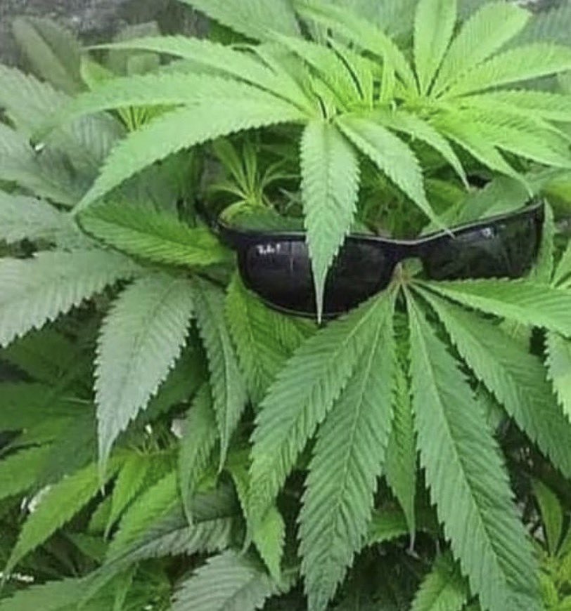 Yo intentando disimular el olor a weed