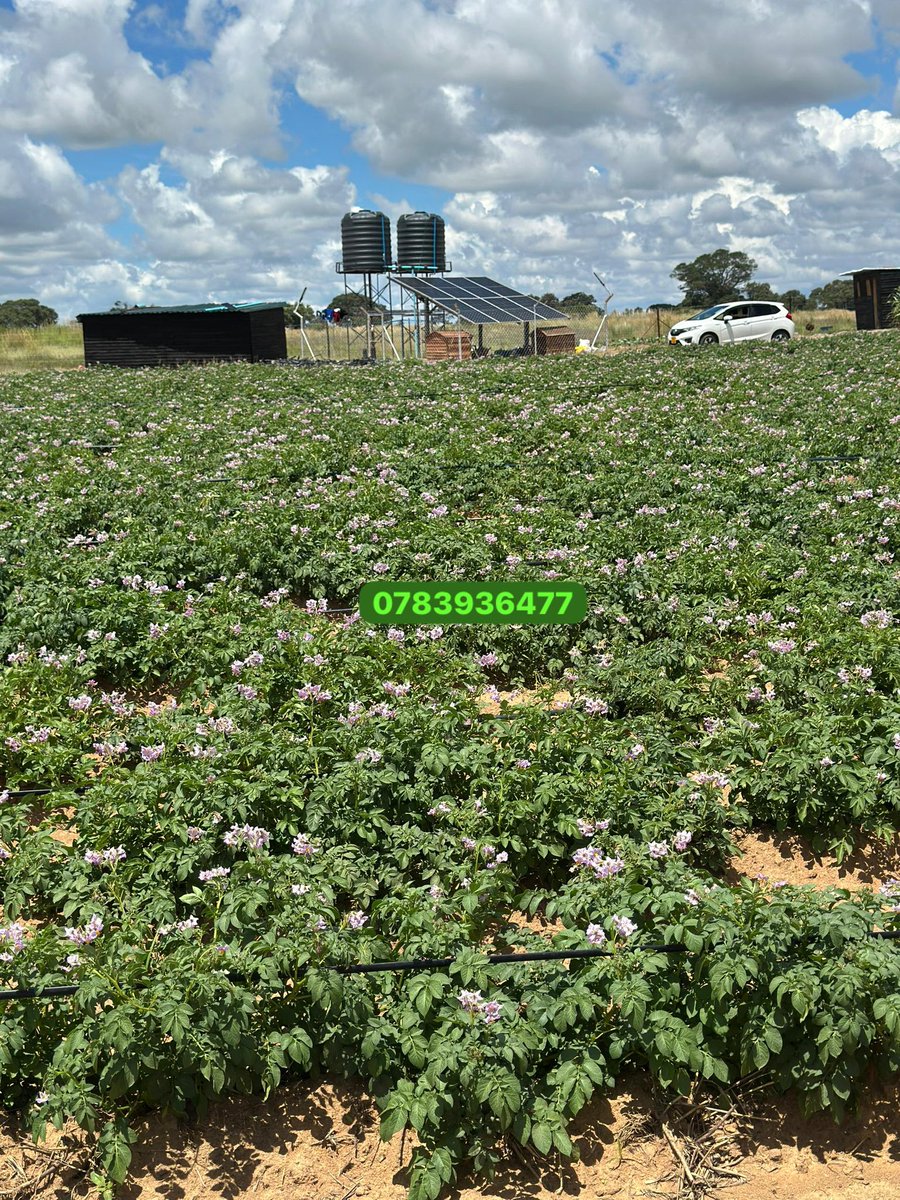 Farmbuzz Agriculture tweet media