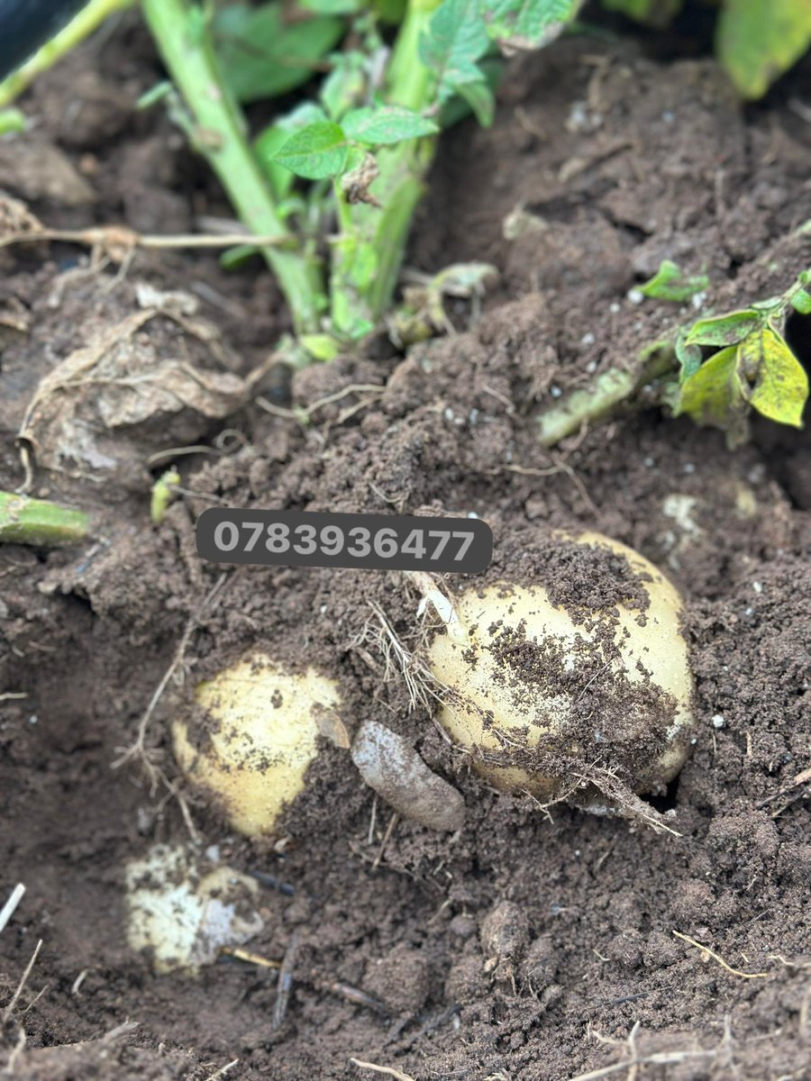 Farmbuzz Agriculture tweet media