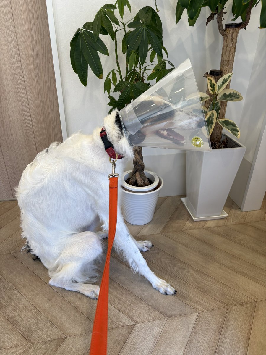 シュカタンポイフル tweet media