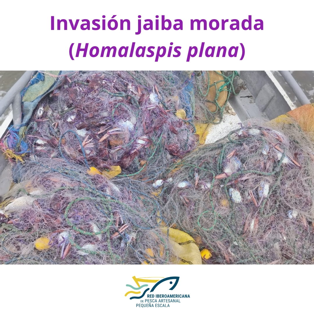 Red Iberoamericana de Pesca Artesanal tweet media