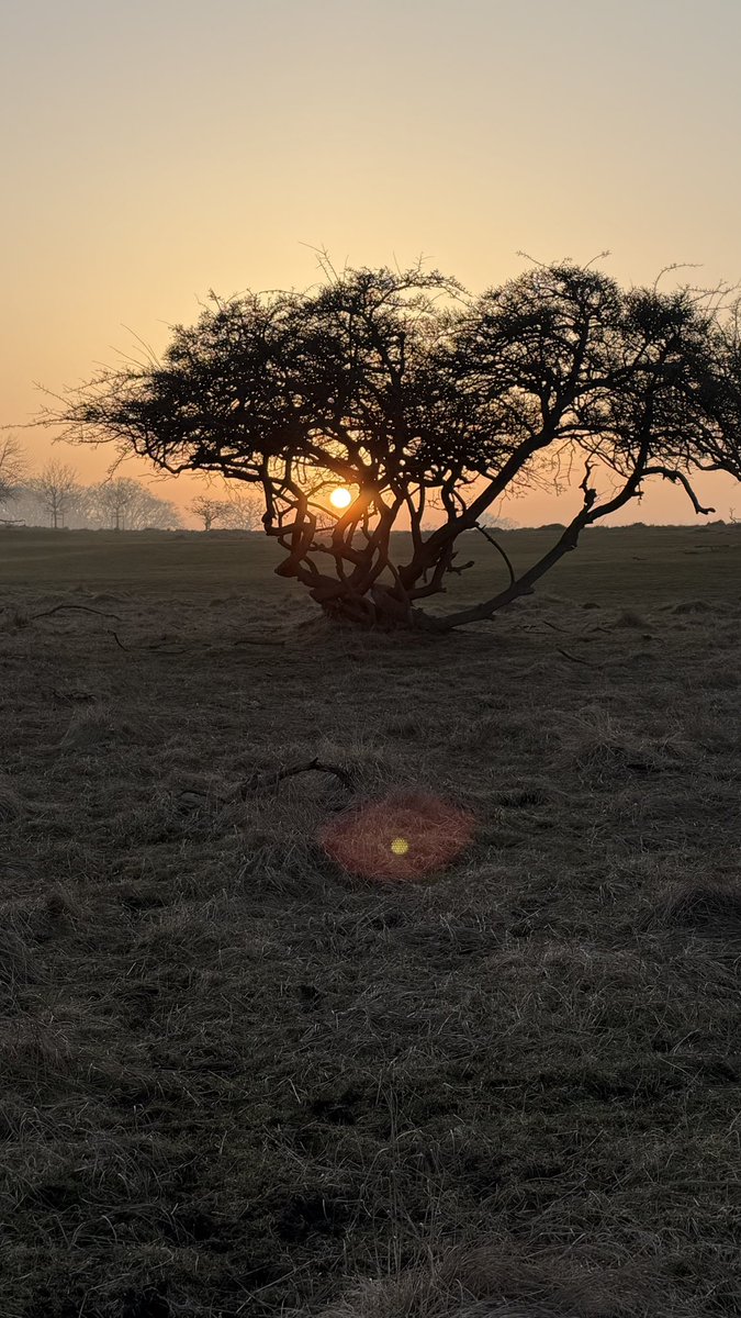 HashanNazmul's tweet image. Perfect end to the day in Dyrehaven. ✨ Hope you all have a great one too! 🌅
#Dyrehaven #SunsetLovers #GoldenHour