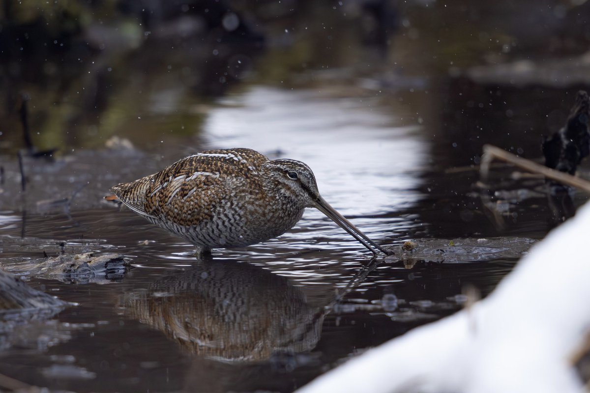 とりとり tweet media