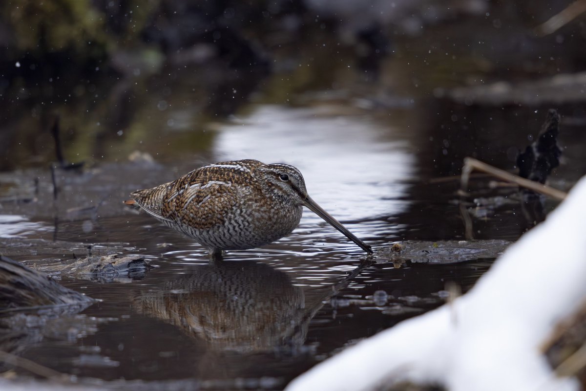 とりとり tweet media