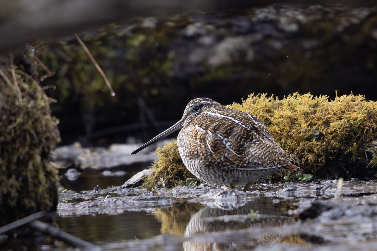 とりとり tweet media