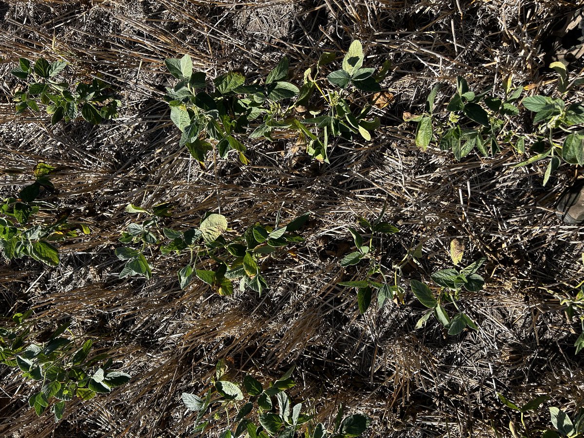 Micaela Waller tweet media