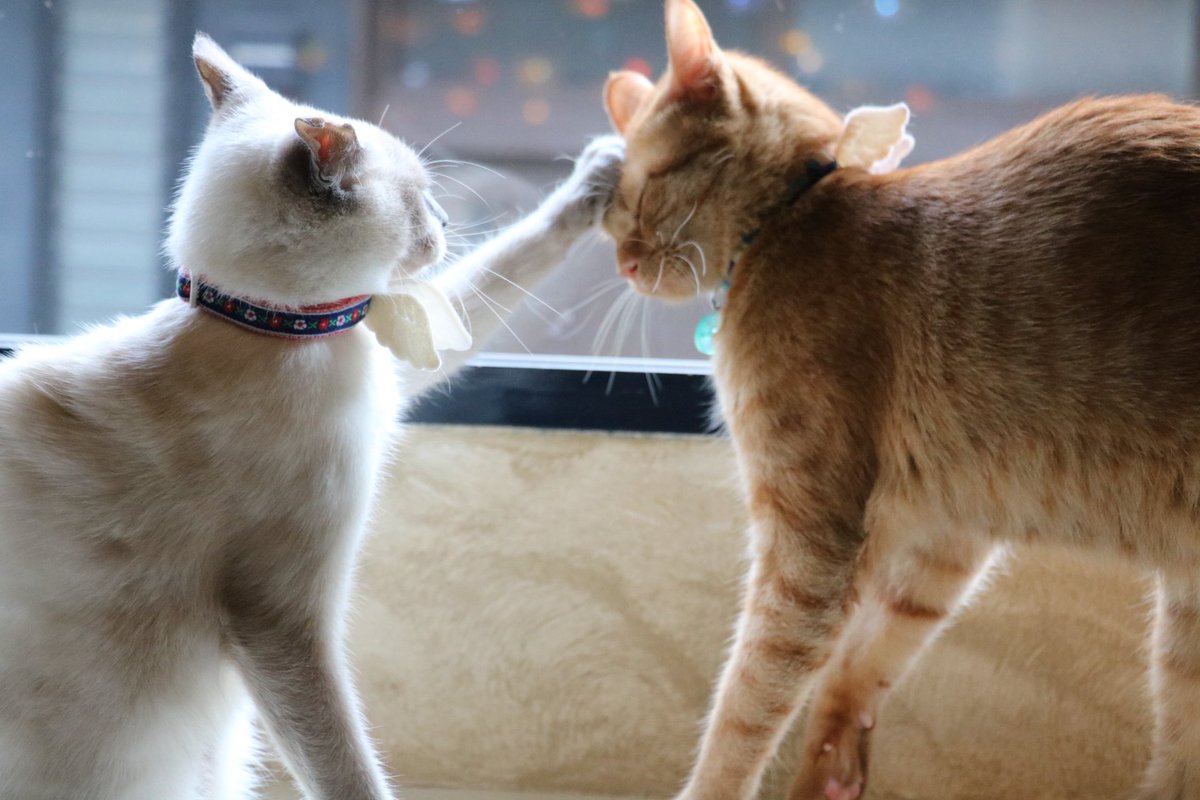 保護猫cafe ウリエル tweet media