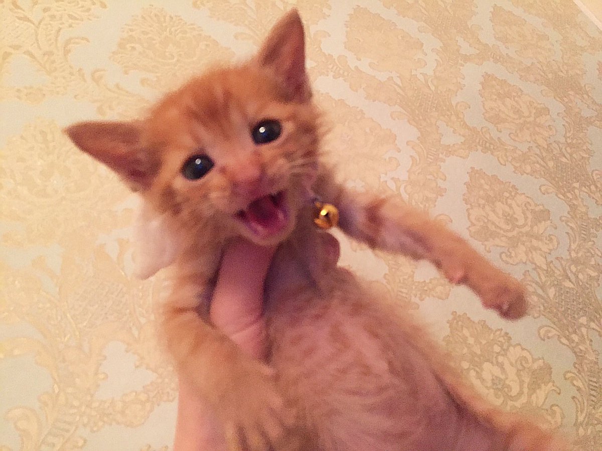 保護猫cafe ウリエル tweet media