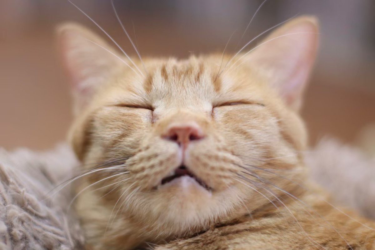 保護猫cafe ウリエル tweet media