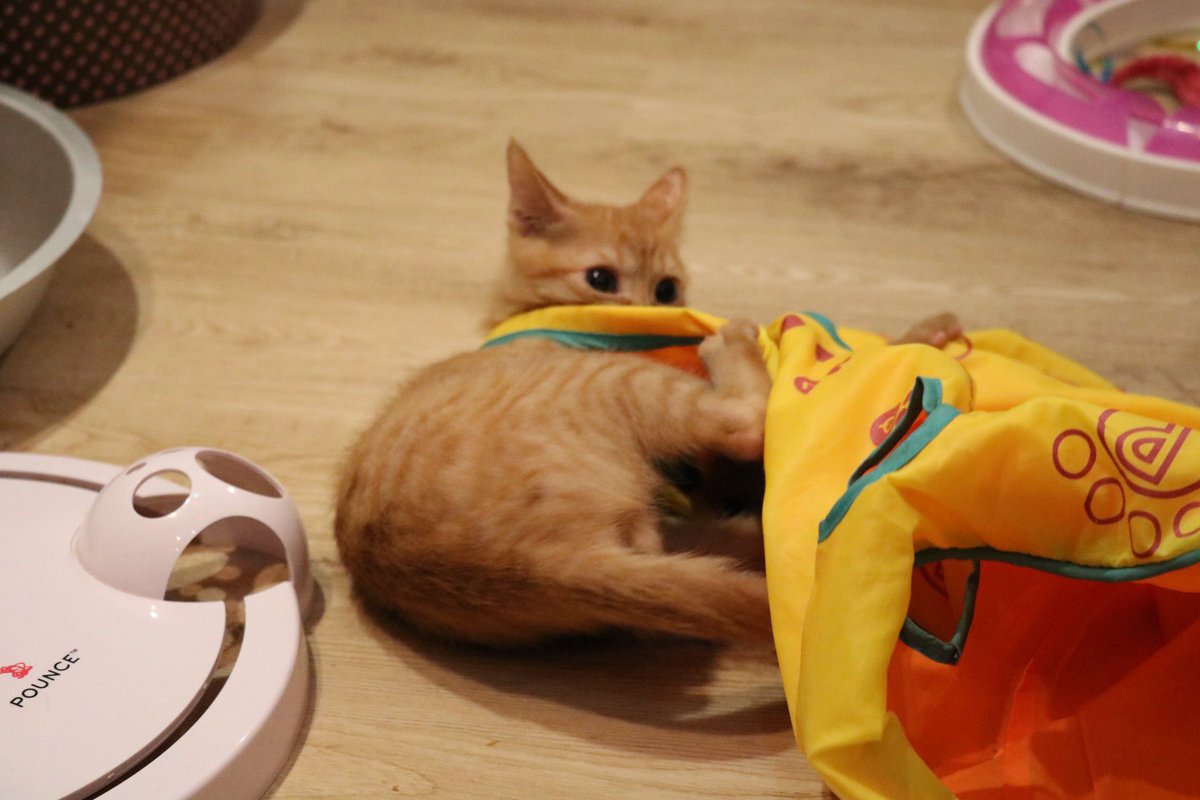 保護猫cafe ウリエル tweet media