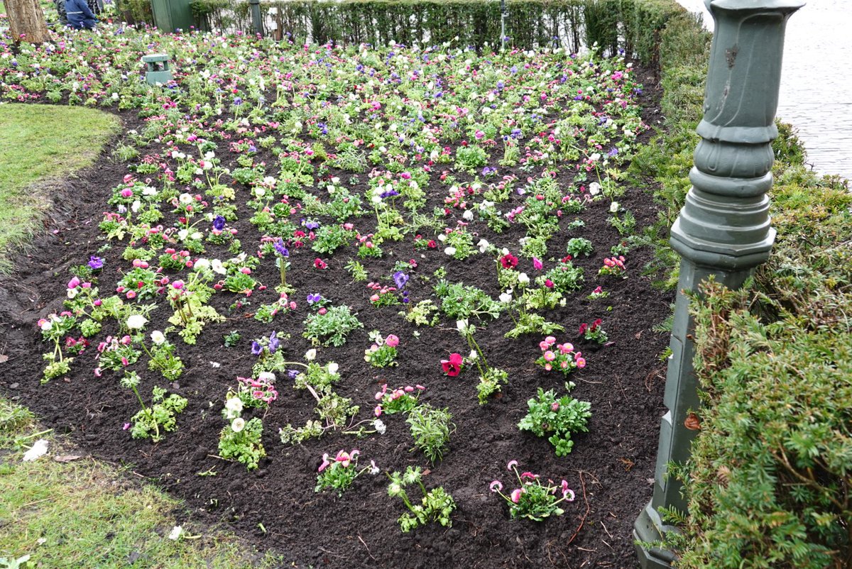 Op het Ton van de Venplein zijn ze begonnen met het planten van nieuwe plantjes. Ook is er een nieuwe heg geplaatst, waardoor het plein er weer een stuk frisser uitziet. #Efteling #Themepark