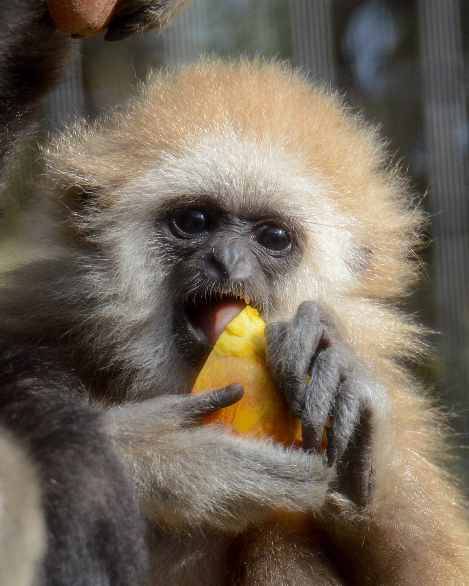 chimplyfred's tweet photo. Tiny gibbon girl in the sun enjoying some mango she stole from her mom https://t.co/Sp5y8TMaGm