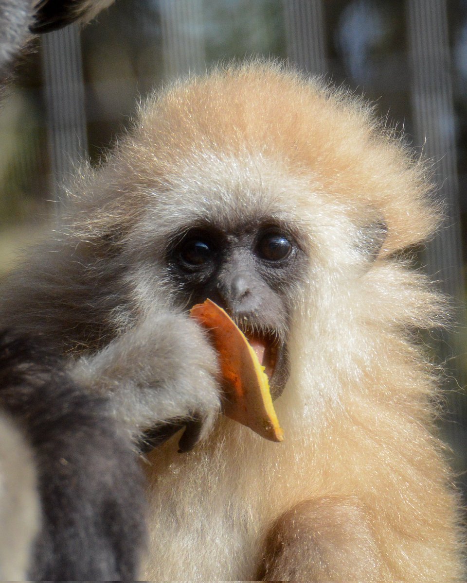 chimplyfred's tweet photo. Tiny gibbon girl in the sun enjoying some mango she stole from her mom https://t.co/Sp5y8TMaGm