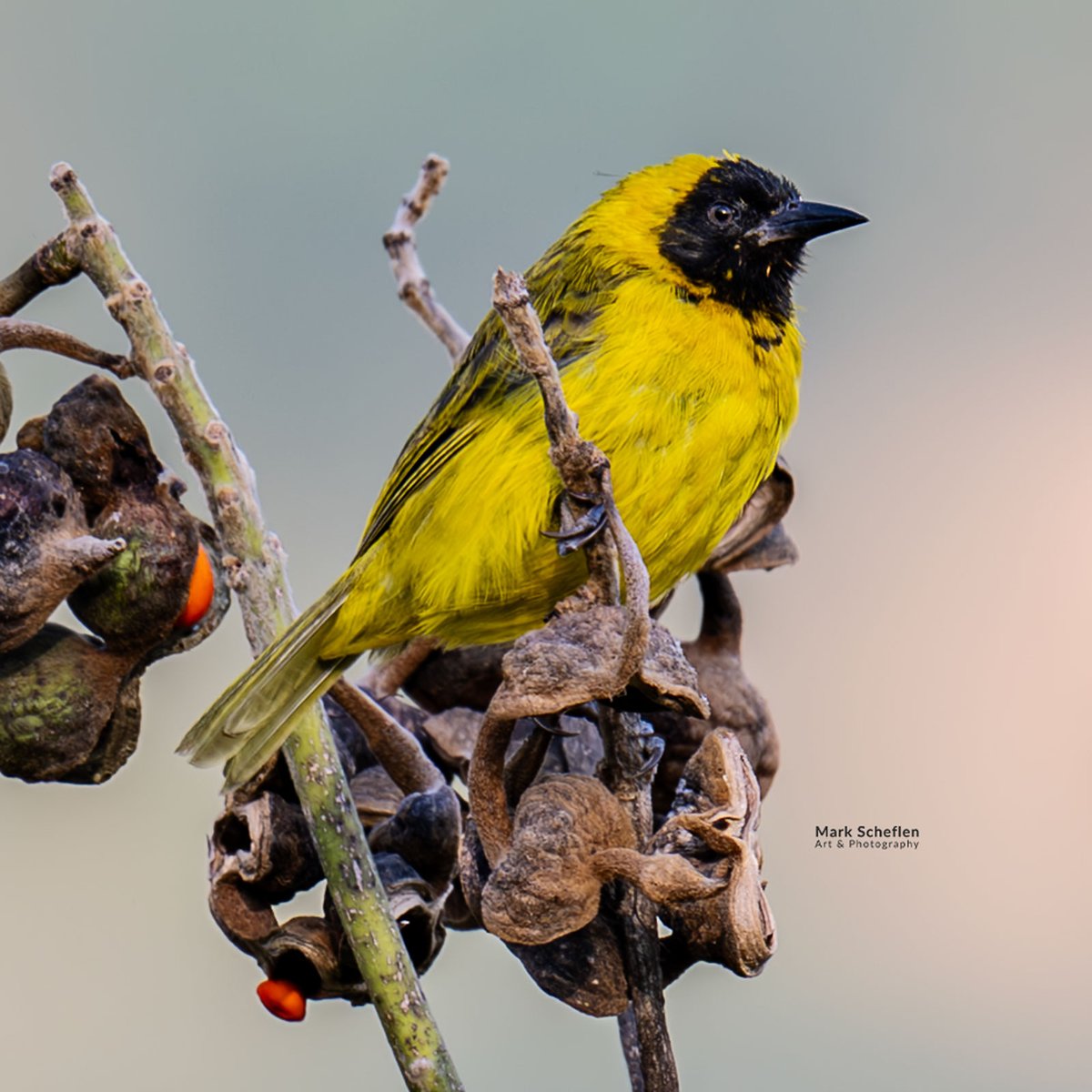 charlieschef's tweet image. Slender-billed Weaver,  Lake Bunyuni, Uganda  #weavers #forests.#Uganda #birdsofafrica #wildbirdphotography #birdsseenin2026 #birds #birdphotography #bird #birdphotography #biodiversity #conservationphotography markscheflen.com