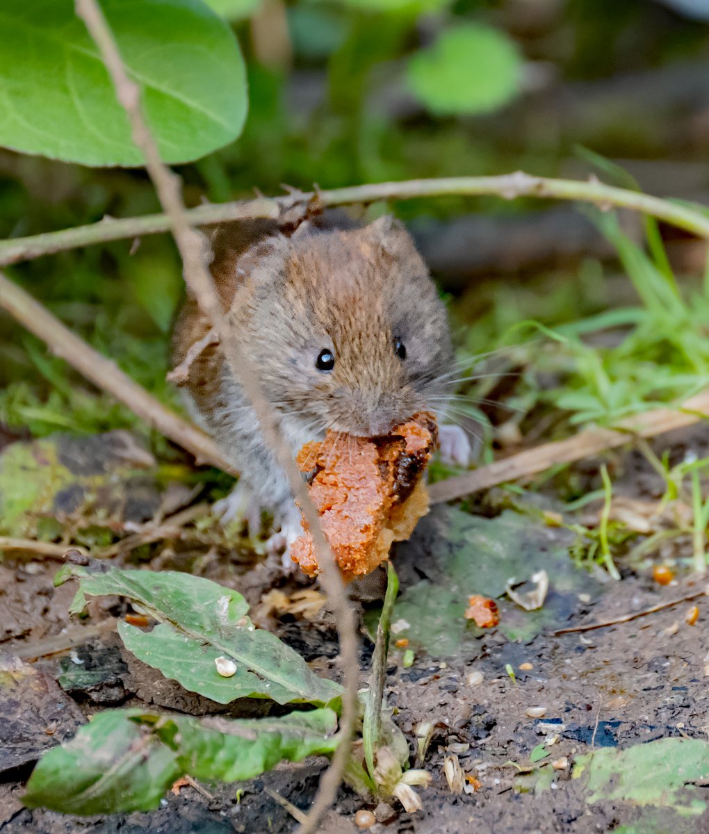 david alan bird tweet media