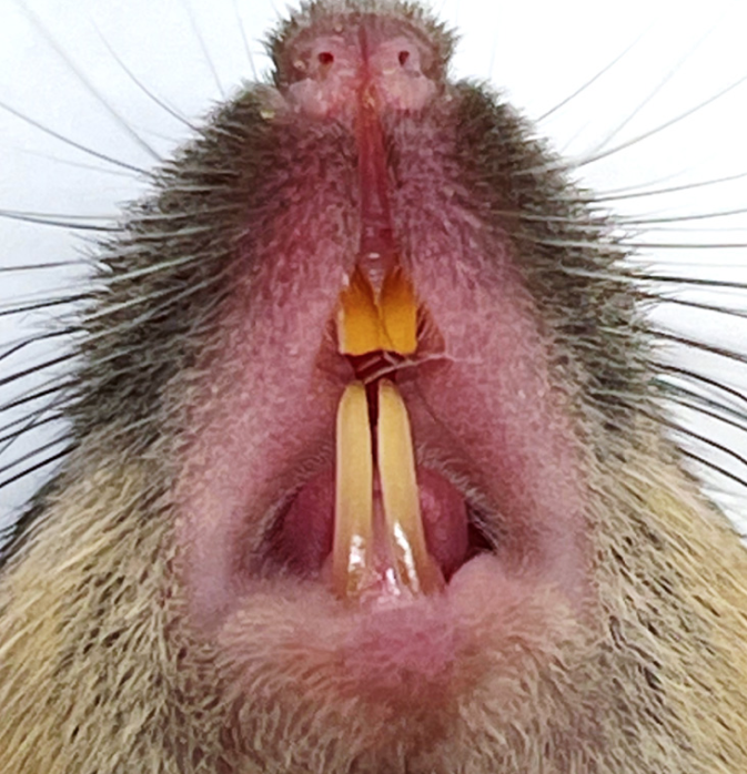 Anwar Knight tweet media