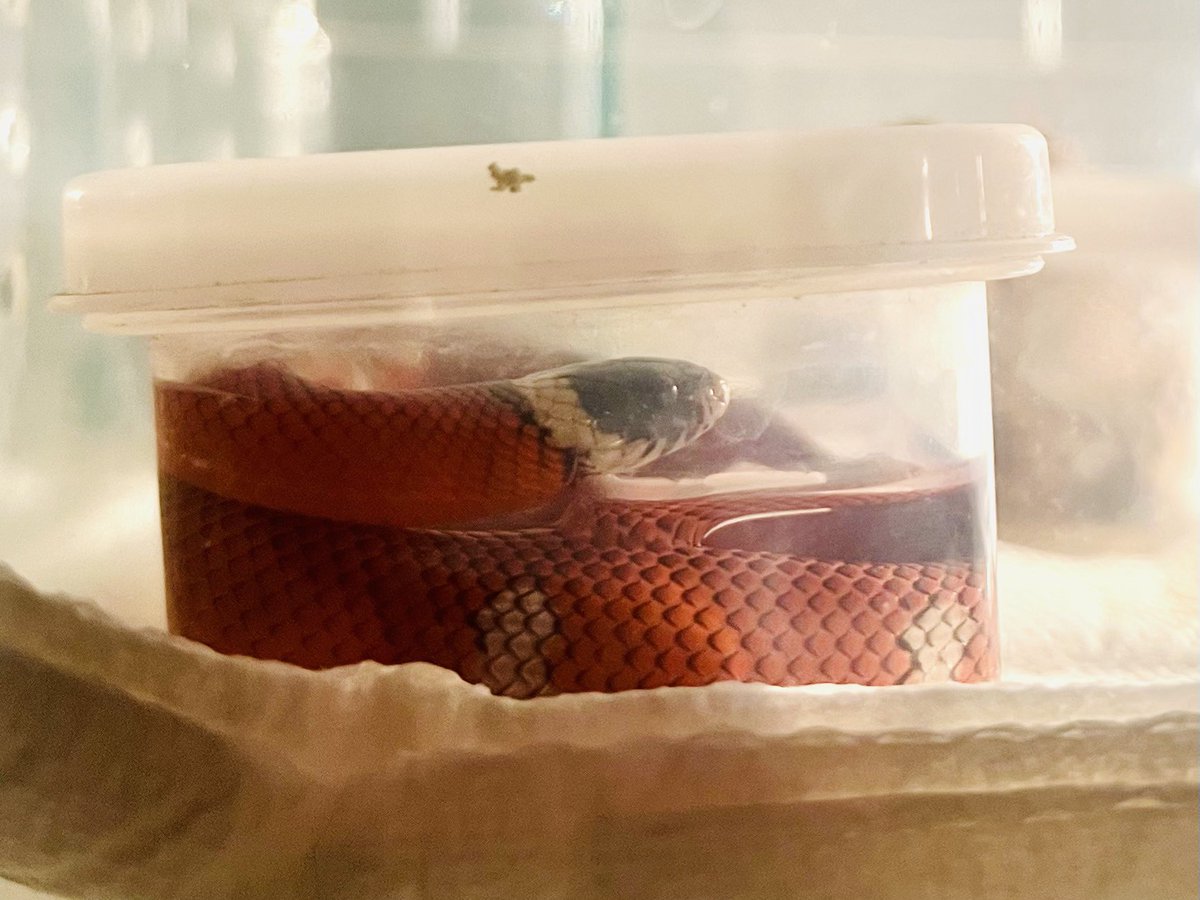 みなみ tweet media