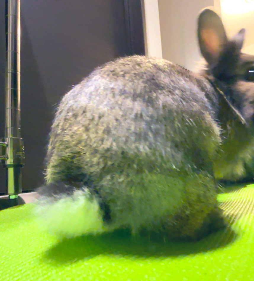 元保護うさぎのラビィ🐰 tweet media