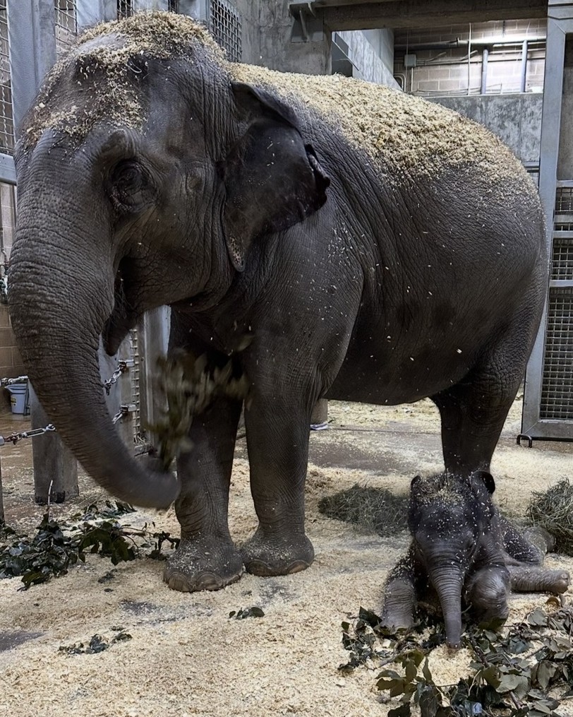 Saint Louis Zoo tweet media