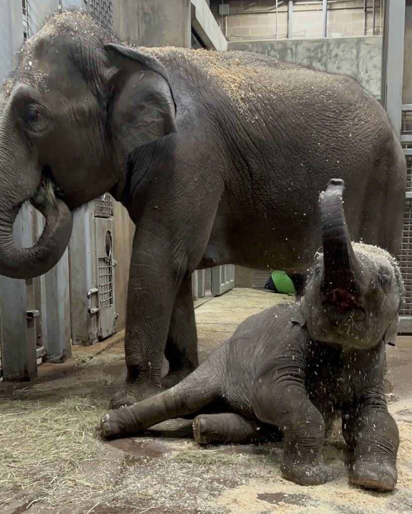 Saint Louis Zoo tweet media