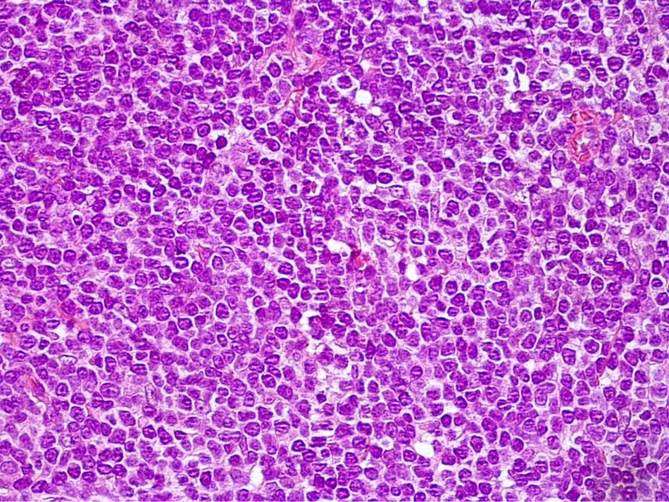 Felipe Fonseca, DDS tweet media