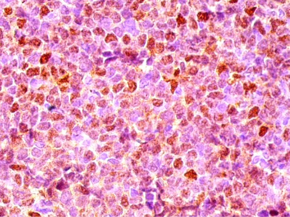 Felipe Fonseca, DDS tweet media