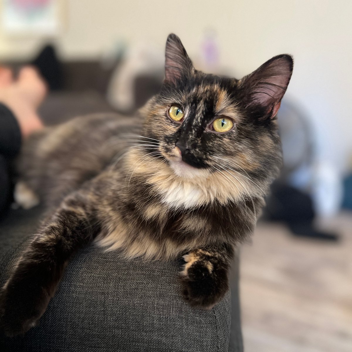 Tree House Humane Society tweet media