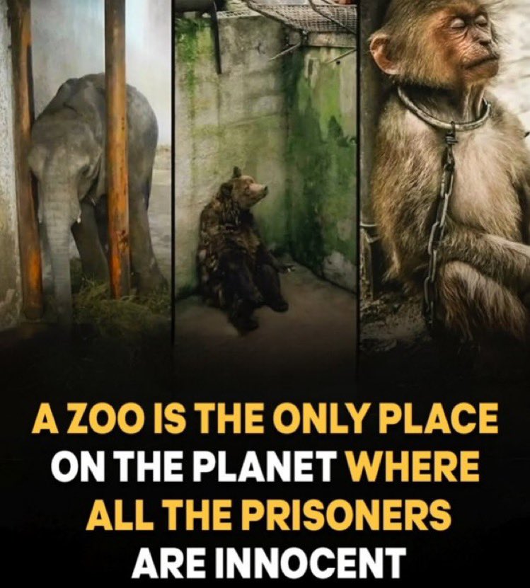 Protect_Wldlife's tweet image. #ThoughtForTheDay 

A zoo is the only place on the planet where all the prisoners are innocent!

RT if you agree.

#DontBuyATicket 🎟️ 🚫.