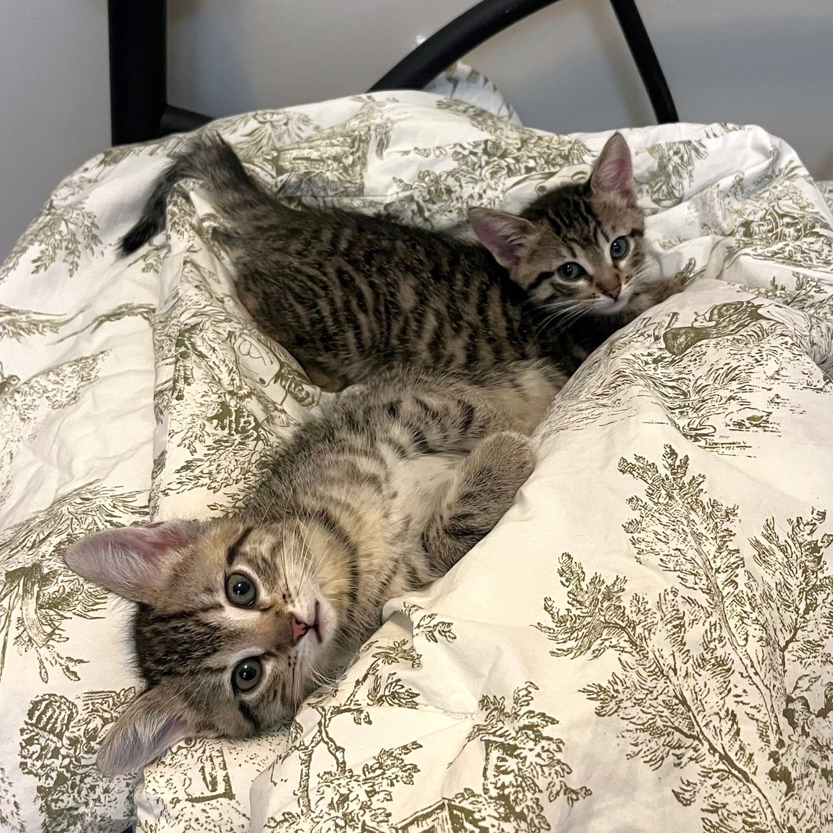 Tree House Humane Society tweet media