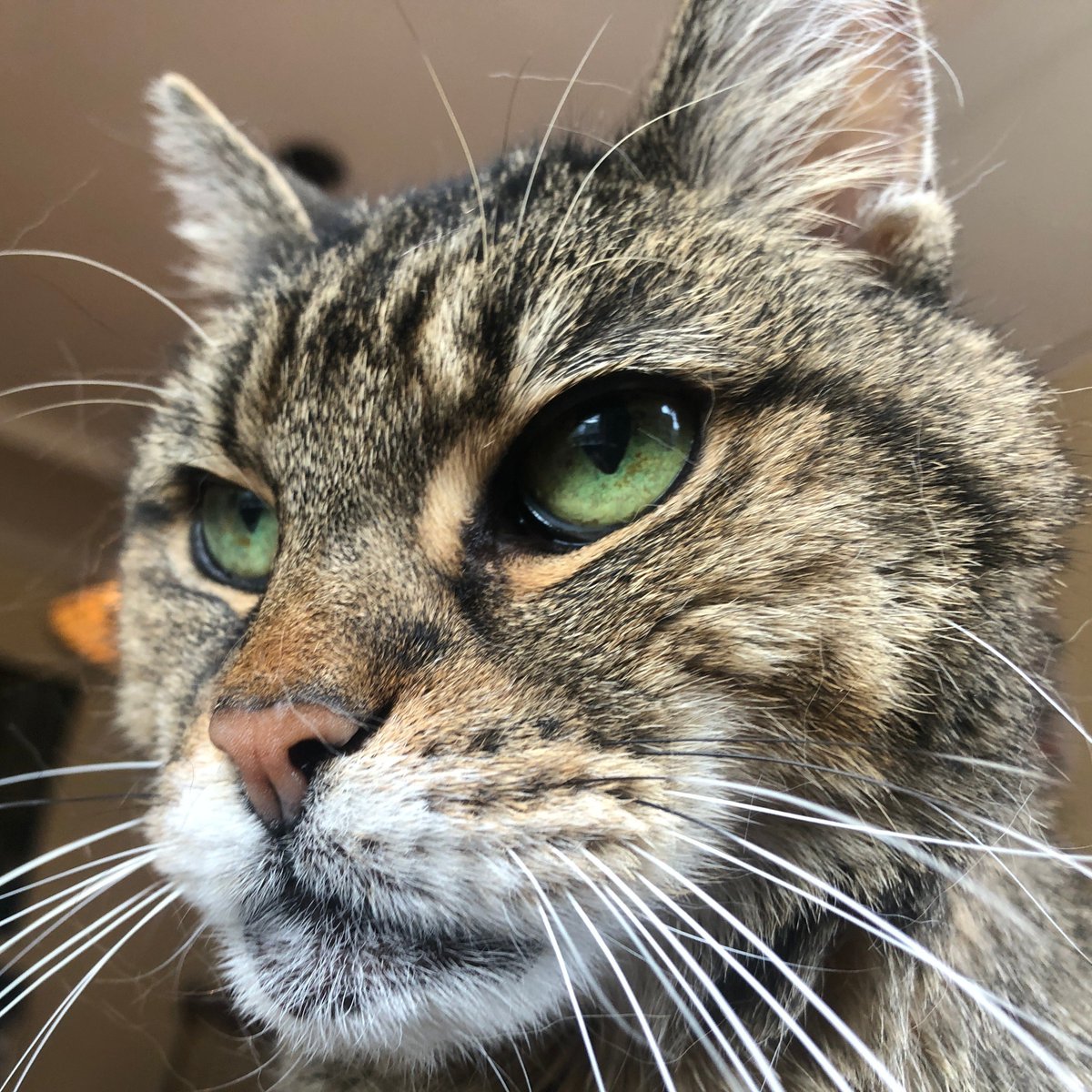 Tree House Humane Society tweet media