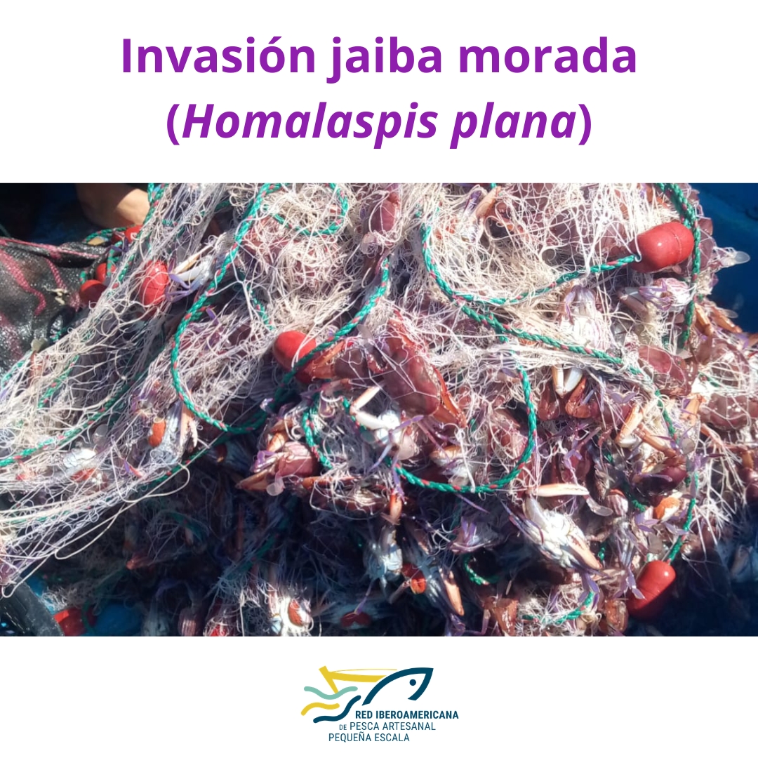 Red Iberoamericana de Pesca Artesanal tweet media