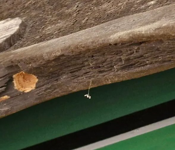 통도사에 3000년에 1번 핀다는 우담바라 꽃이 피었다네요
이 꽃을 발견하면 큰 행운이 따르거나 집안에 좋은일이 생긴다고 믿는다니 트친님들 행운 가져가세요🍀