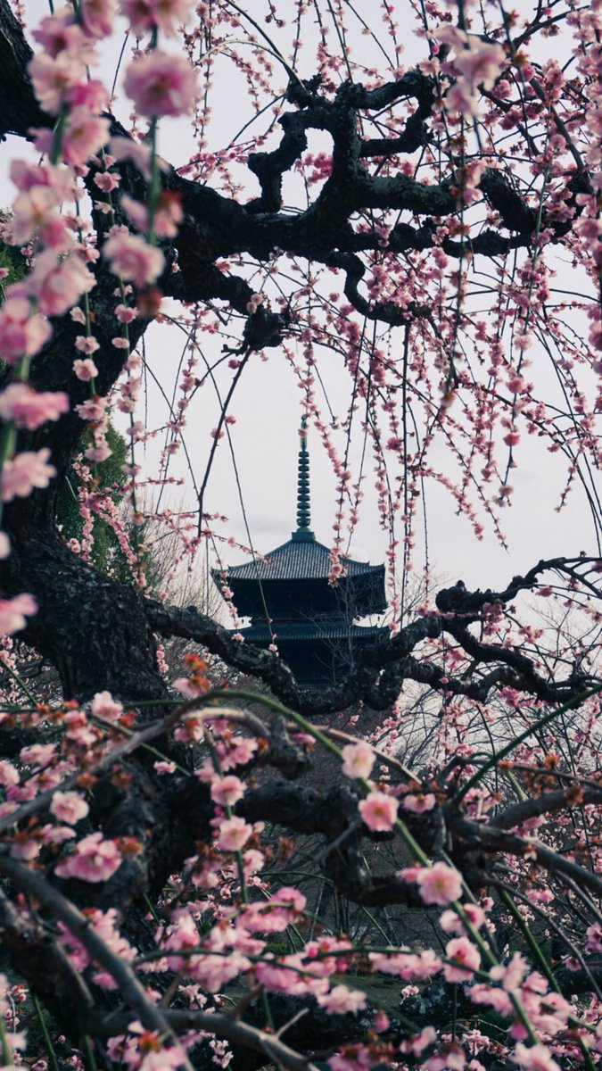 LivinginKyoto_'s tweet image. 東寺と梅
#sonya6000