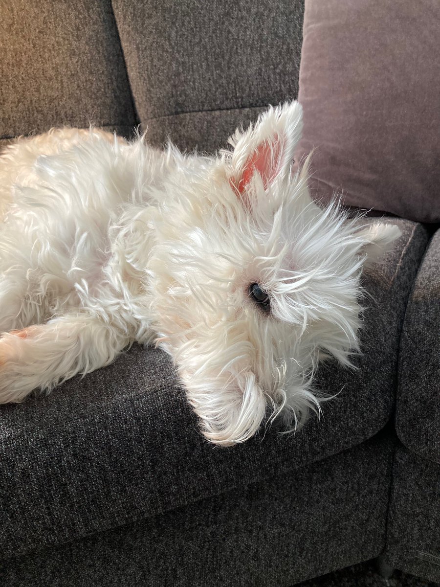 lasselu and errol, the westie tweet media