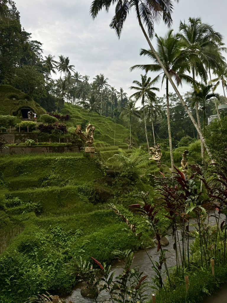 Ubad Rice rice fields in ubud