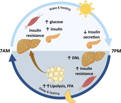 Cell Metabolism tweet media