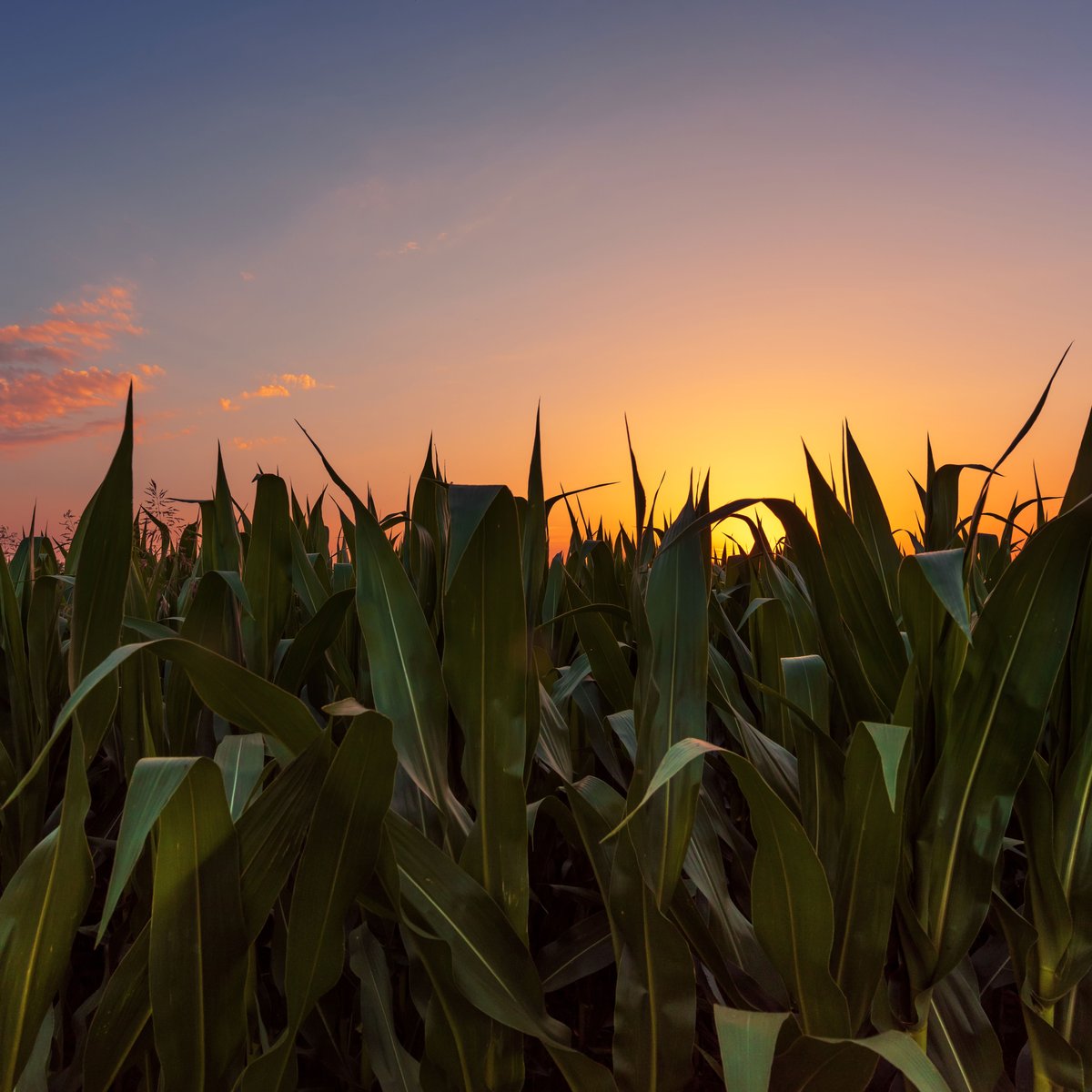 LincolnTrailCollege tweet media