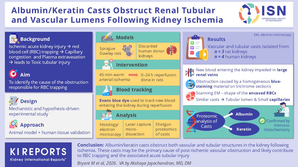 KIReports's tweet image. #Albumin or #Keratin Casts Obstruct Renal Tubular and Vascular Lumens Following Kidney #Ischemia

#VisualAbtract by @DrAkshayaJ

kireports.org/article/S2468-…
